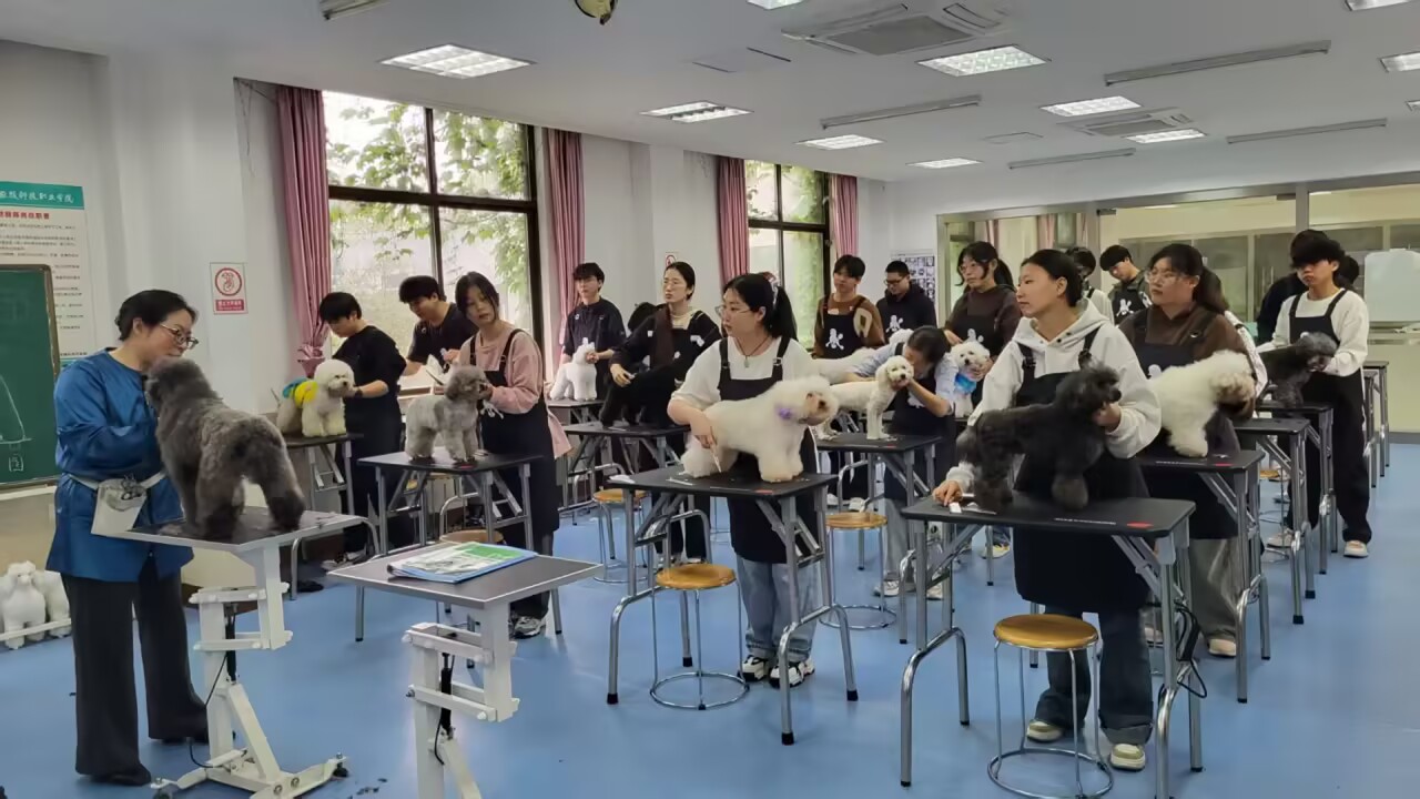 宠物养护与经营