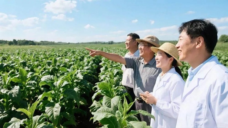 烟草栽培与加工